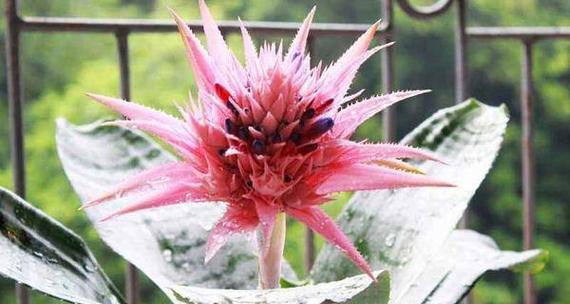 凤梨花不同颜色的花语有何不同？
