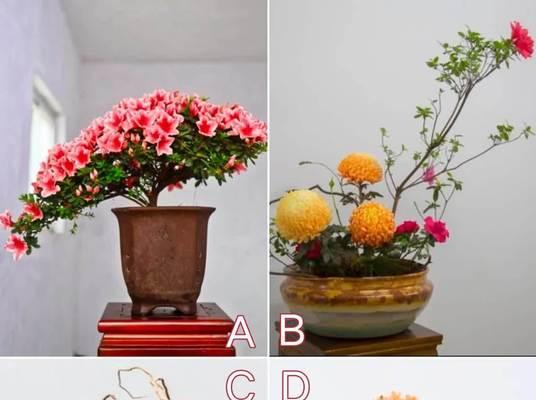 盆景花中哪些代表友谊的花语？