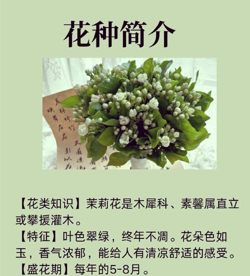 盆景花中哪些代表友谊的花语？