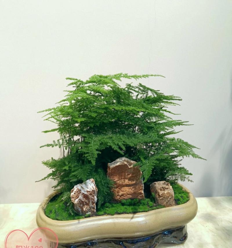 盆景花中哪些代表友谊的花语？