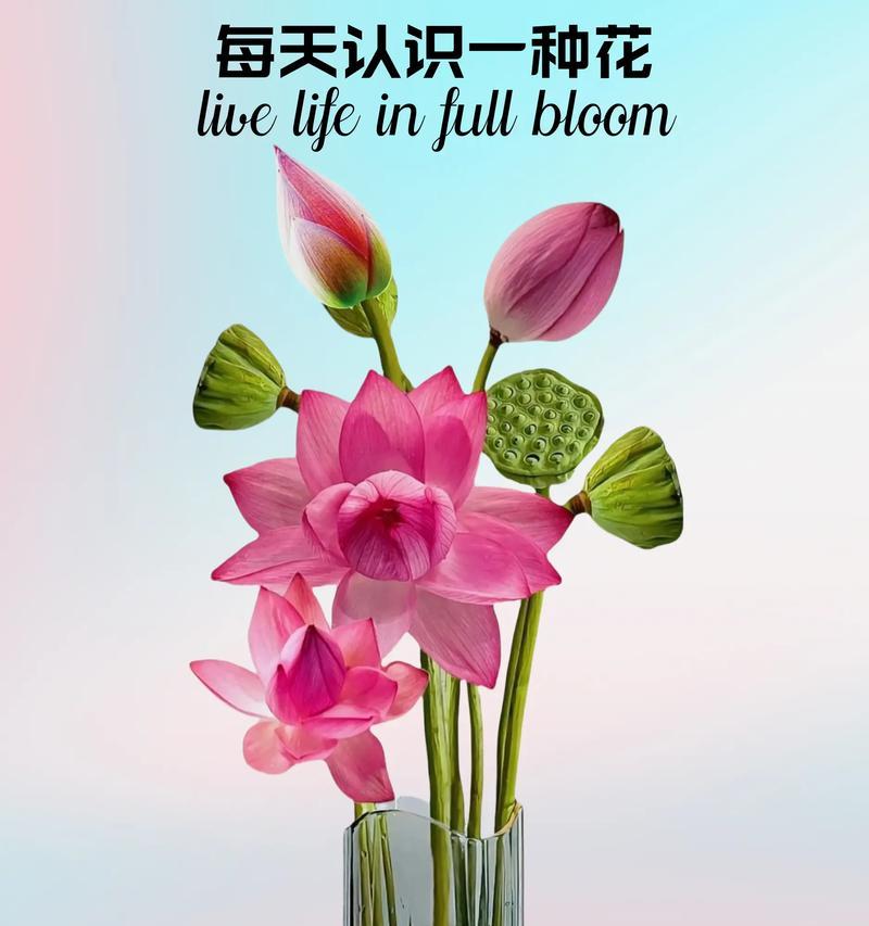 荷花牡丹的花语代表什么？