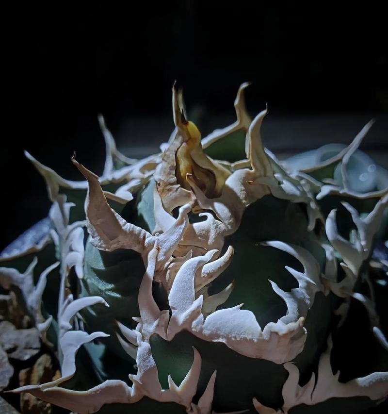 龙舌兰花的花语是什么？龙舌兰传说有哪些？