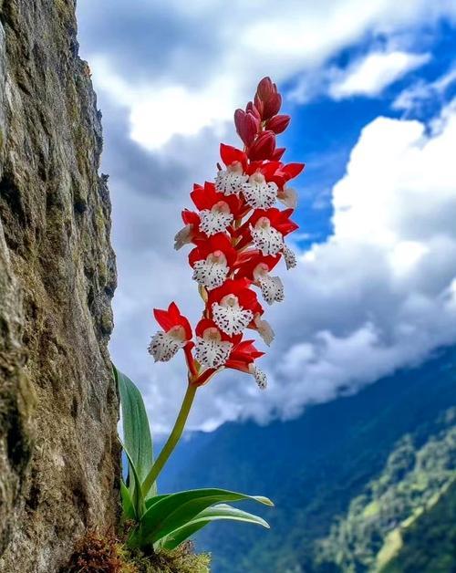龙舌兰花的花语是什么？龙舌兰传说有哪些？