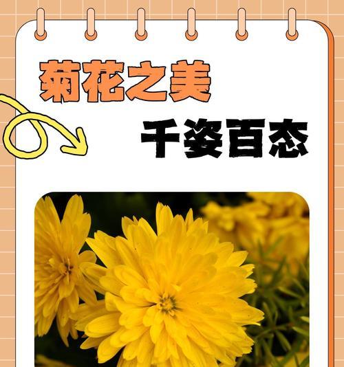 菊花的花语是什么？菊花象征着什么？