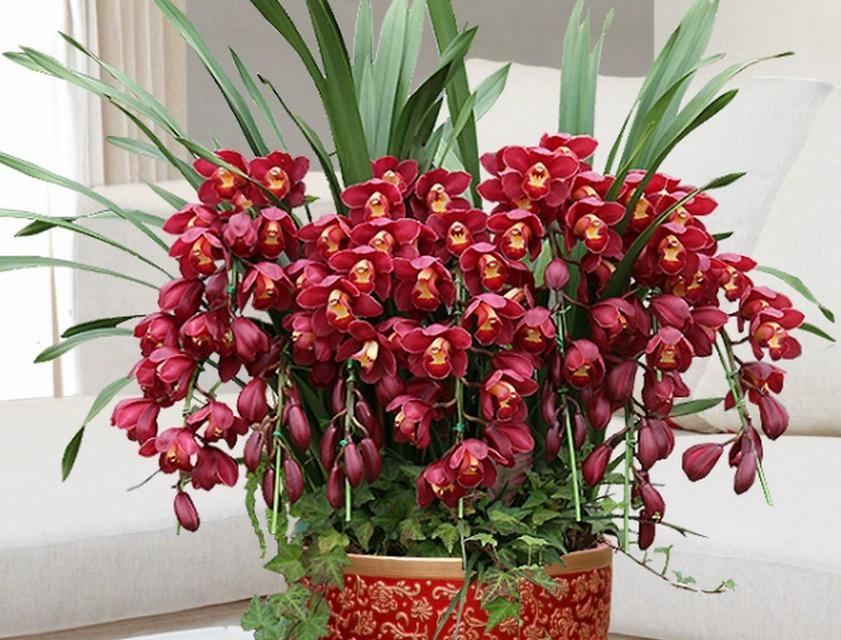 蕙兰的花语及其象征含义是什么？蕙兰代表什么？