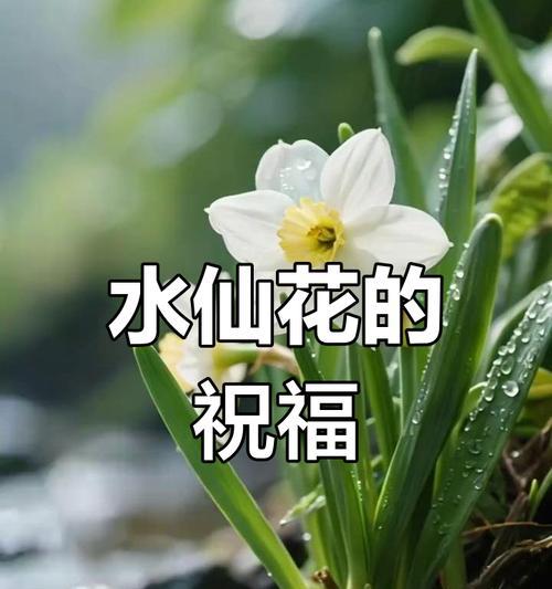 水仙花在春节有哪些吉祥寓意？