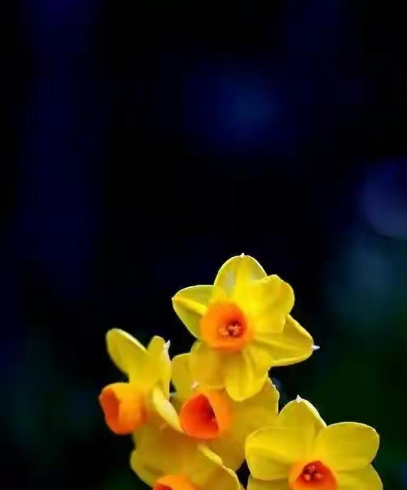水仙花在春节有哪些吉祥寓意？