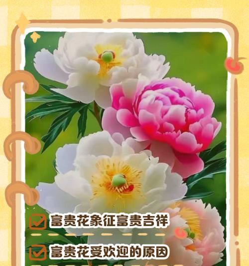 哪种花的花语象征富贵和繁荣？