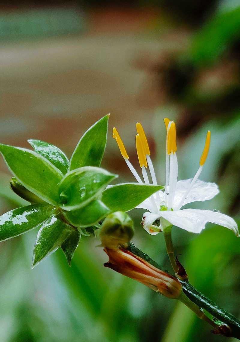 铁线吊兰的花语代表什么？