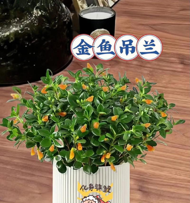 铁线吊兰的花语代表什么？
