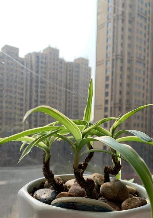 铁线吊兰的花语代表什么？