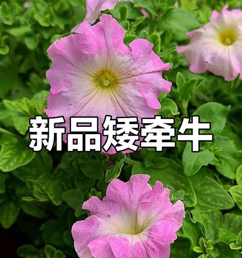 矮牵牛花不同颜色的花语有何不同？