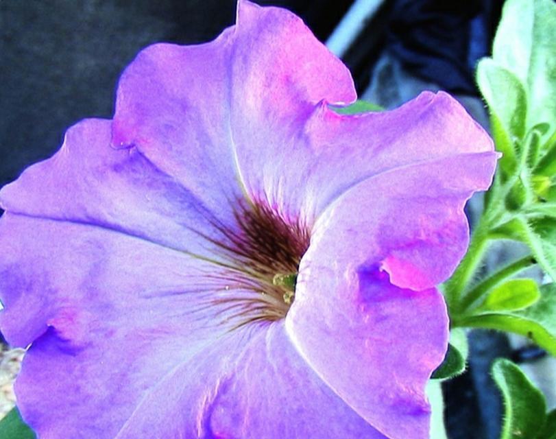矮牵牛花不同颜色的花语有何不同？