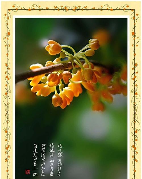 桂花的花语及其在中国文化中的象征是什么？