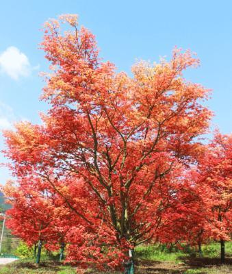 日本红枫的花语及其象征意义是什么？