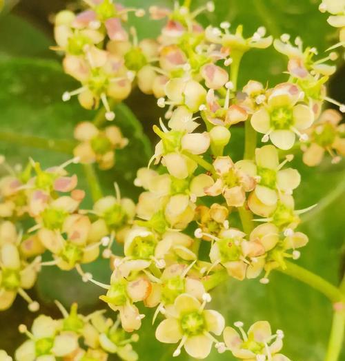 冬青花的花语是什么？冬青花的唯美句子有哪些？