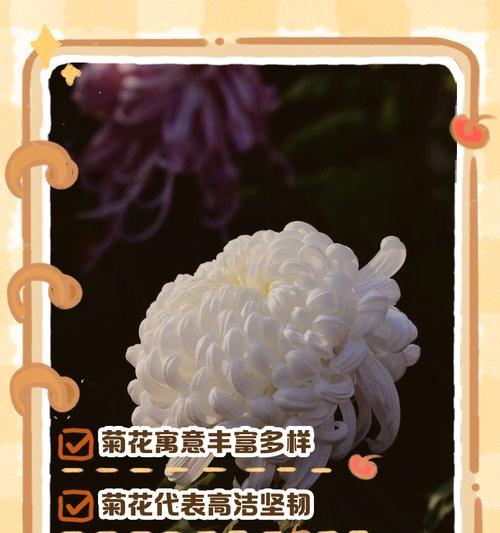 菊花的花语是什么？它在不同场合的代表意义是什么？
