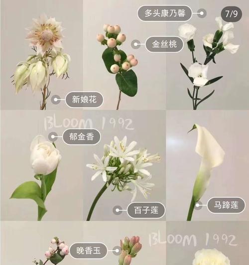 苹果叶子的花语是什么？它在花语中代表什么意义？