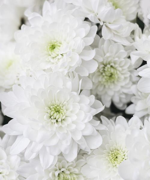 白色小菊花的花语是什么？象征意义？
