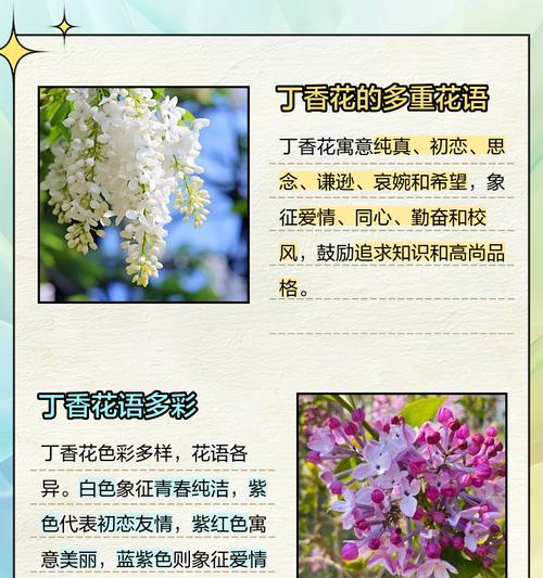 百合与丁香的花语有何区别？