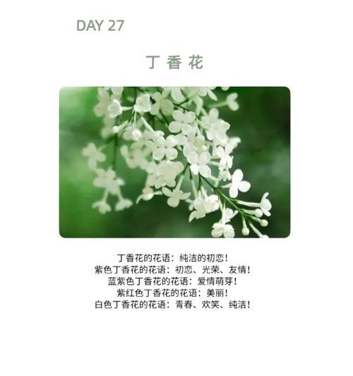 百合与丁香的花语有何区别？