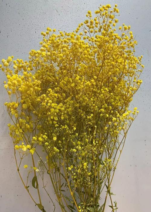 嫁接满天星的花语是什么？有何特别含义？