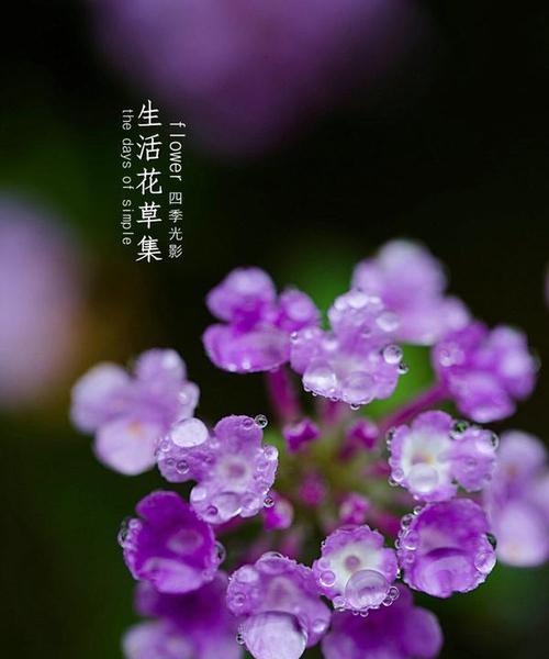 五色梅的花语是什么？紫色代表什么？