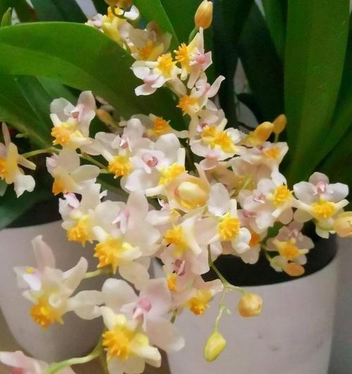 文心兰的花语是什么？甜香有何寓意？