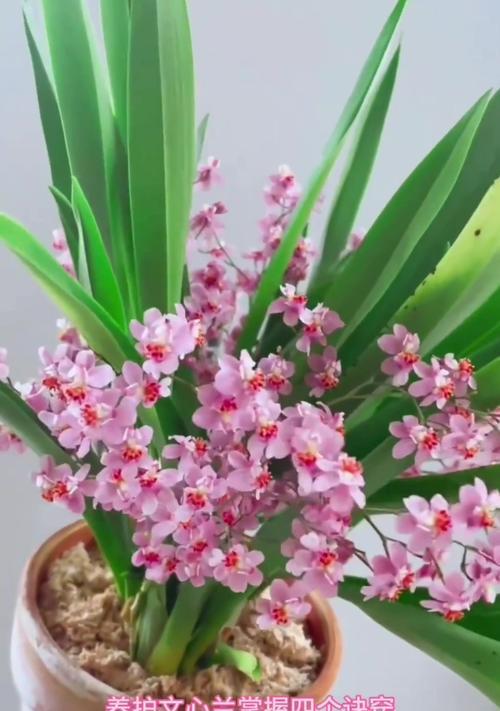 文心兰的花语是什么？甜香有何寓意？