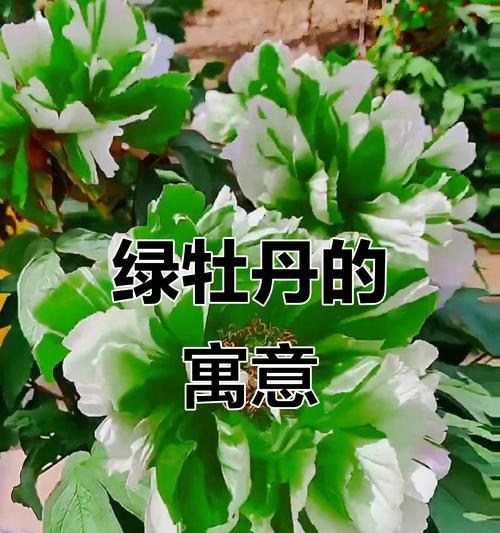 绿牡丹花的花语有哪些含义？它象征着什么？