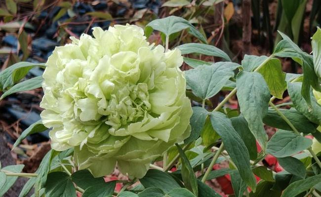 绿牡丹花的花语有哪些含义？它象征着什么？