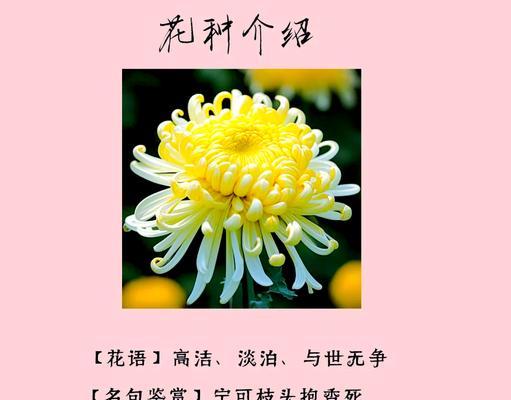 菊花的花语是什么？它代表了哪些意义？