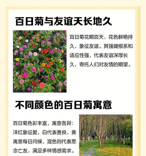 菊花的花语是什么？它代表了哪些意义？