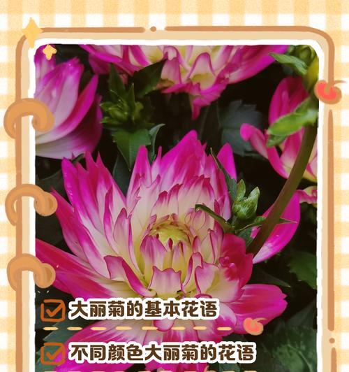 菊花的花语是什么？它代表了哪些意义？