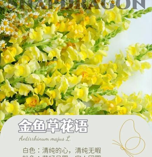 双色金鱼草花语有何特别之处？它象征着什么？