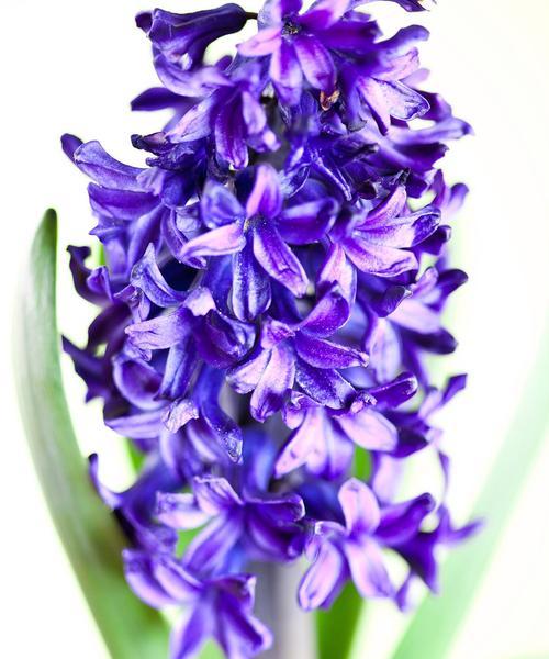 玫红风信子花语是什么？它传递了哪些信息？
