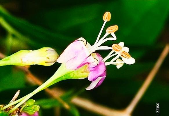 枸杞子花的花语是什么？它有哪些特别含义？