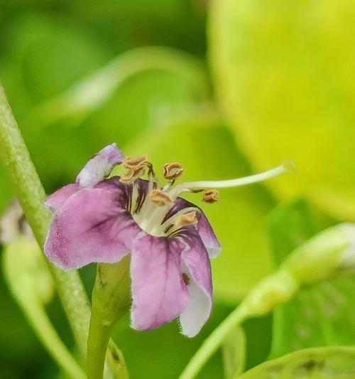 枸杞子花的花语是什么？它有哪些特别含义？