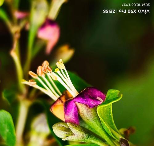 枸杞子花的花语是什么？它有哪些特别含义？