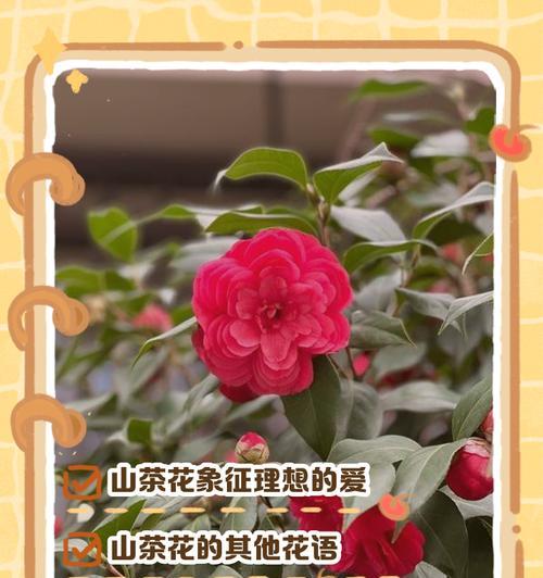 数字3在花语中代表什么？它有哪些象征意义？
