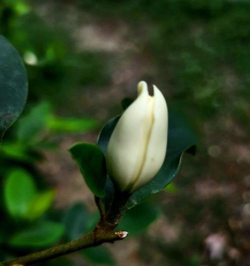 四川含笑的花语是什么？它有何特别含义？