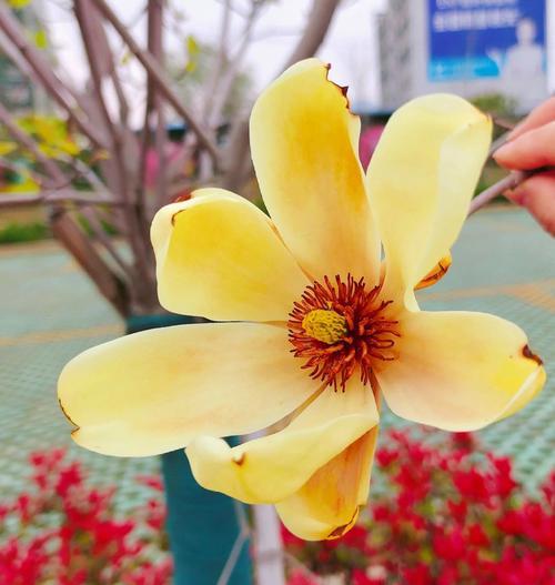 四川含笑的花语是什么？它有何特别含义？