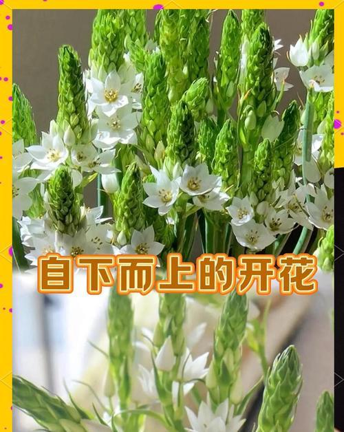 雀梅鲜切花的花语是什么？它传递了怎样的情感？