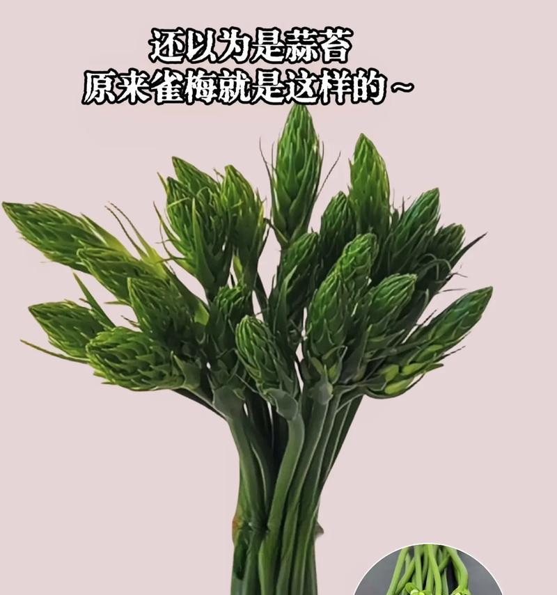 雀梅鲜切花的花语是什么？它传递了怎样的情感？