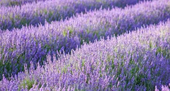 紫色报春花的花语是什么？它传递了什么信息？