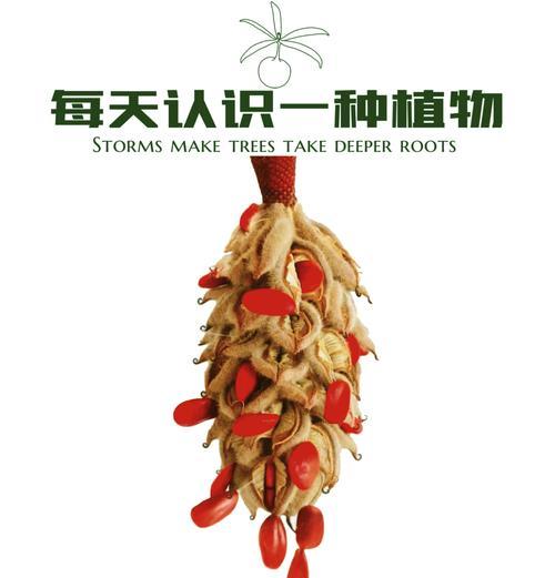 广玉兰花语有哪些？它代表了哪些情感和意义？