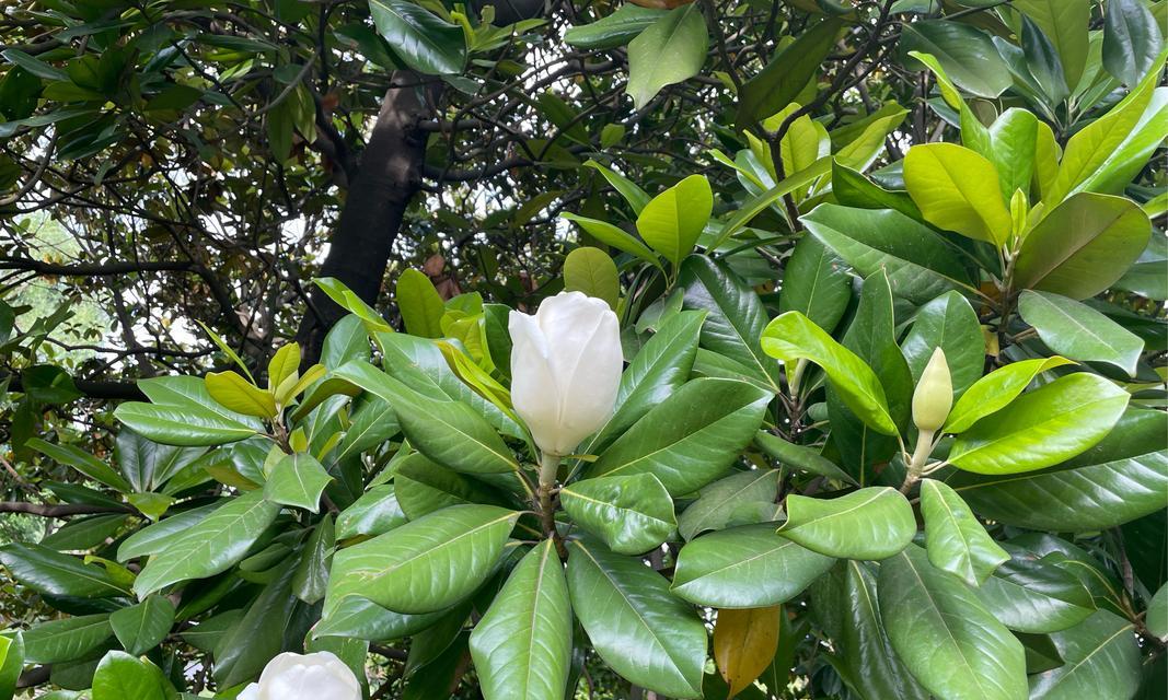 广玉兰花语有哪些？它代表了哪些情感和意义？