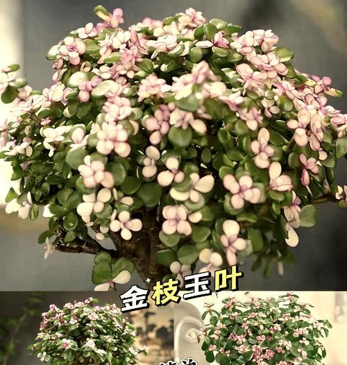 金技玉叶的花语有哪些含义？