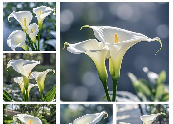 乌黑马蹄莲花语代表什么？
