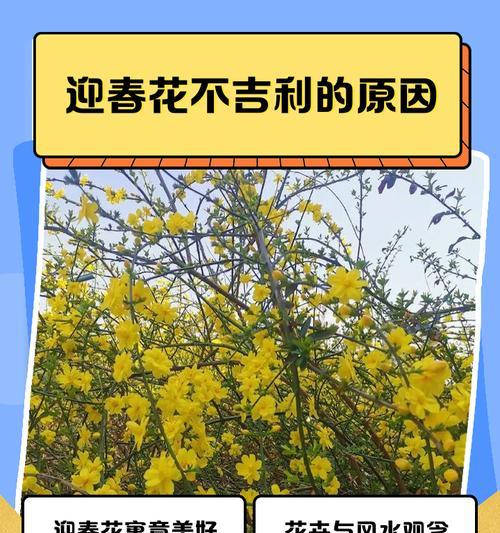 迎春花的花语标语有哪些？